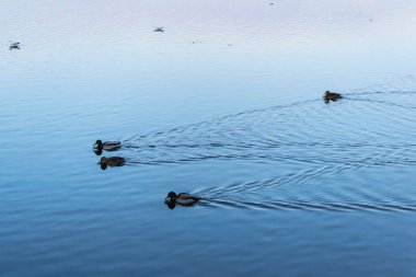 Bükreş, Romanya 'daki Herastrau gölünde yüzen vahşi ördek ve martılar.