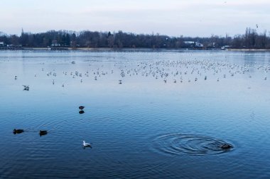 Romanya 'nın Bükreş kentindeki Herastrau gölünde yüzen vahşi ördeklerin ve martıların bulunduğu manzara.