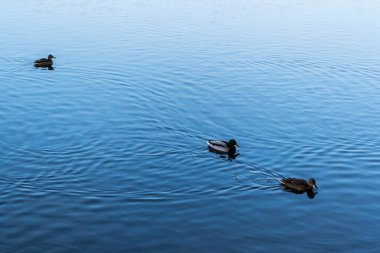 Bükreş, Romanya 'daki Herastrau gölünde yüzen vahşi ördekler.
