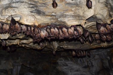 Yarasalar tavandan sarkan mağarada kış uykusuna yatar.