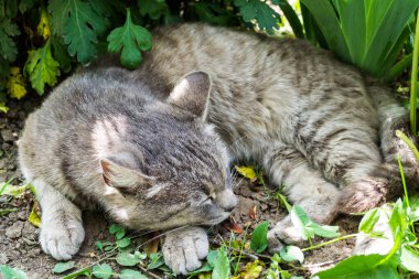 Gri kedi bahçede uyuyor..
