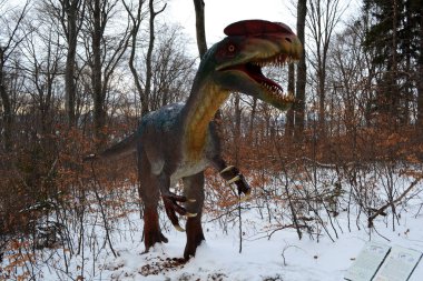RASNOV, ROMANIA - 30 ARALIK 2016: Rasnov kalesinin yanındaki dinozor parkında Dilophosaurus.