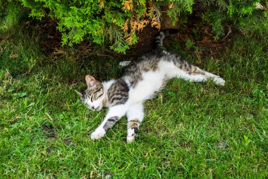 Mutlu kedi bahçede çimenlerde uyuyor..