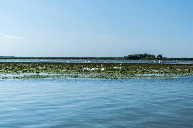 Tuna Deltası, Avrupa 'nın en büyük ikinci nehir deltası. Romanya.