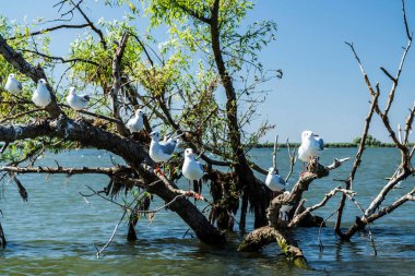 Tuna Deltası, Avrupa 'nın en büyük ikinci nehir deltası. Romanya.