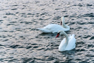 Beyaz kuğular, gölde su kuşu.