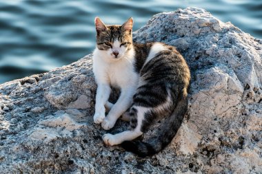 Suyun yakınındaki bir taşta oturan kedi..