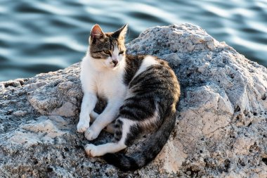 Suyun yakınındaki bir taşta oturan kedi..