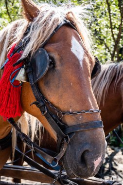 Atlar arabaya bağlandı, kırmızı püsküller ve çanlar ile süslendi..