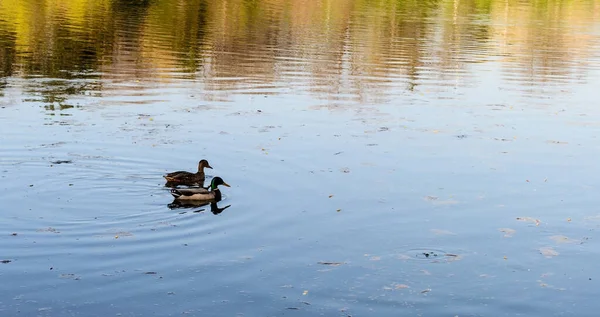 Deux Canards Nagent Dans Lac Tineretului Bucarest Roumanie — Photo