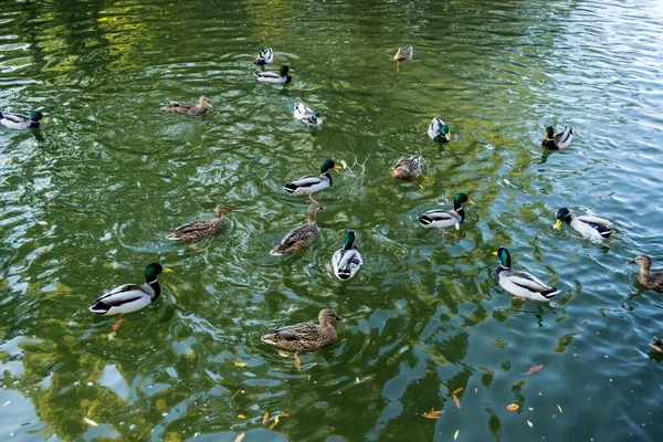 Beaucoup Canards Nagent Dans Eau Lac Titan Park Bucarest Roumanie — Photo