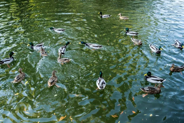 Beaucoup Canards Nagent Dans Eau Lac Titan Park Bucarest Roumanie — Photo