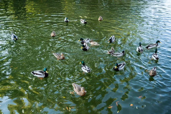 Πολλές Πάπιες Κολυμπάνε Στο Νερό Της Λίμνης Πάρκο Τιτάν Βουκουρέστι — Φωτογραφία Αρχείου