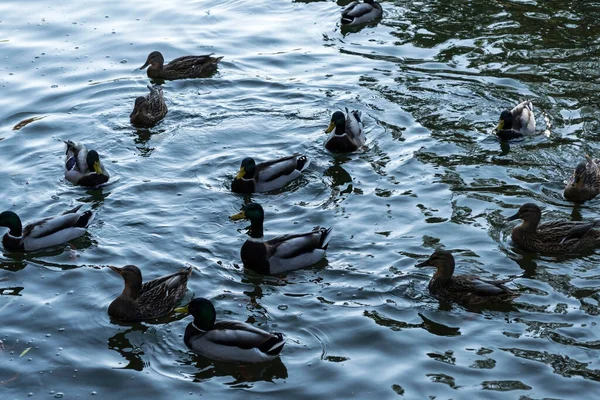 Beaucoup Canards Nagent Dans Eau Lac Titan Park Bucarest Roumanie — Photo