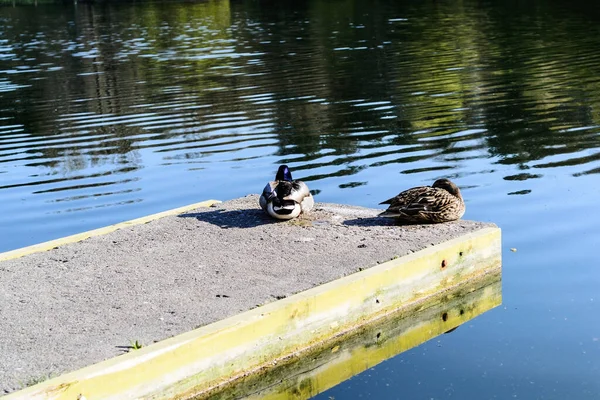 Couple Canards Reposant Sur Une Jetée — Photo