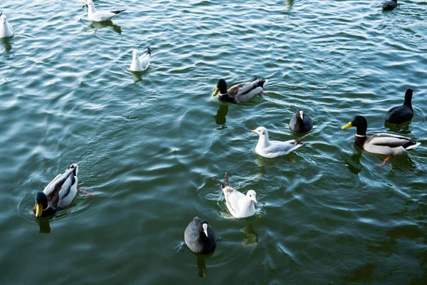 갈매기 Eurasian Coot 물에서 타이탄 루마니아 부쿠레슈티 — 스톡 사진