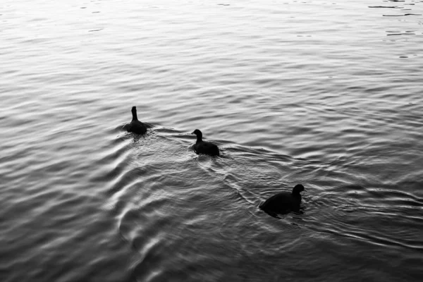 Foulque Eurasienne Fulica Atra Également Connue Sous Nom Foulque Commune — Photo