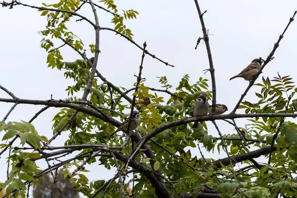 Groupe Moineaux Assis Dans Arbre — Photo