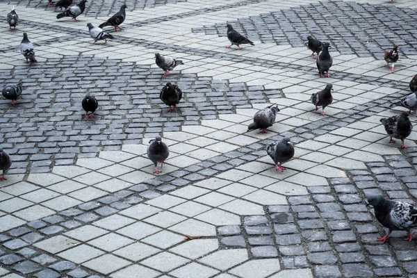 Tauben Stehen Zusammen Auf Dem Boden — Stockfoto