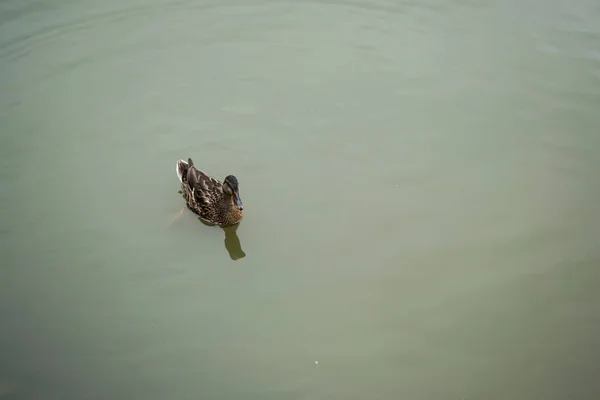 Άγρια Πάπιες Που Κολυμπούν Στη Λίμνη Ντουμπράβα Σίμπιου Ρουμανία — Φωτογραφία Αρχείου