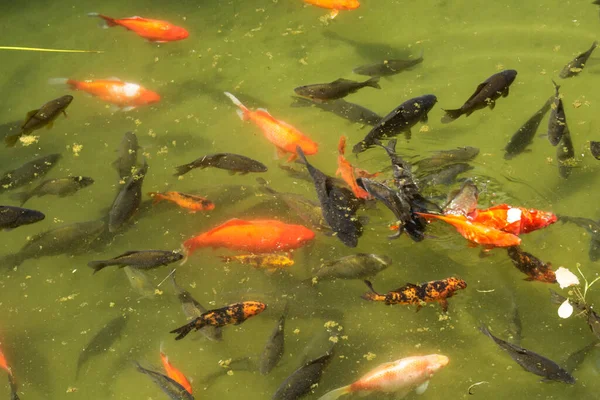 Süslü sazan balığı ya da havuzda yüzen koi balığı..