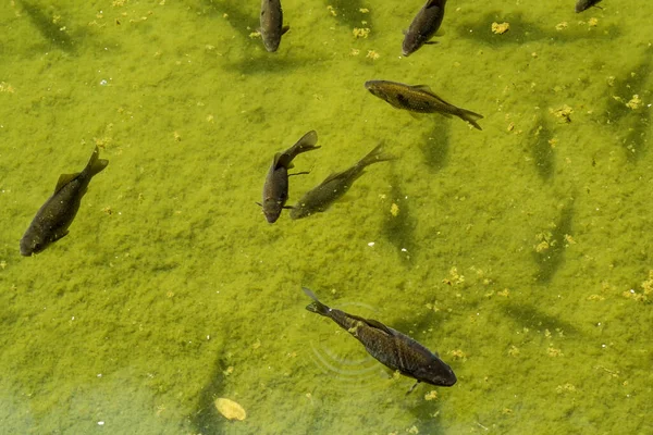 Fancy Carp Fish Koi Fish Swimming Pond — Stock Photo, Image