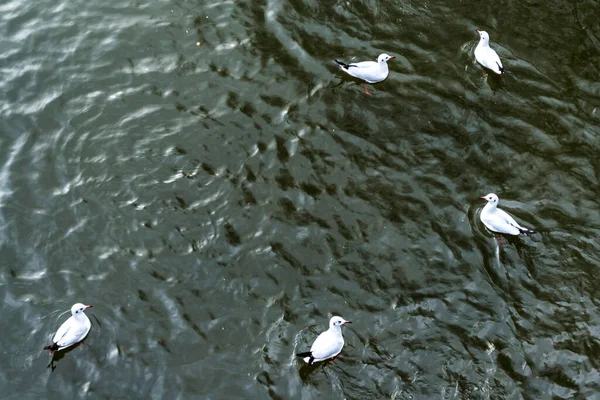 Ördek Bir Tekne Dambovita Nehri Üzerinde Birleşmiş Milletler Natiunile Birliği — Stok fotoğraf