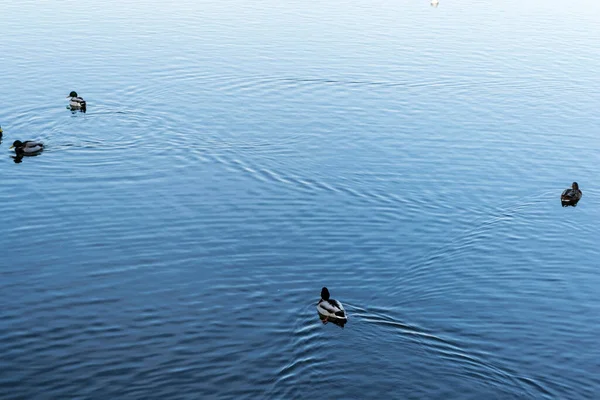 Duck Boat Dambovita River United Nations Natiunile Unite Area — 스톡 사진
