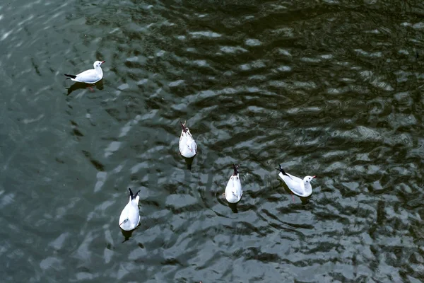 Ente Und Boot Auf Dem Dambovita Fluss Gebiet Der Vereinten — Stockfoto