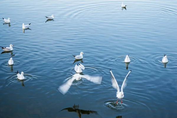 루마니아 부쿠레슈티의헤 라스트 호수에서 수영하는 갈매기 — 스톡 사진
