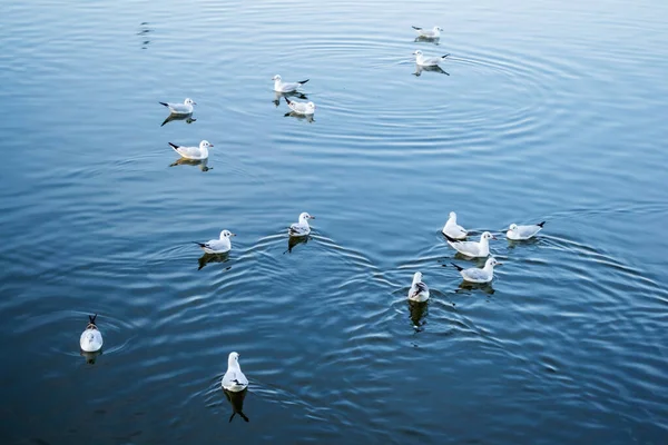 Gulls Swimming Herastrau Lake Bucharest Romania — Stock Photo, Image