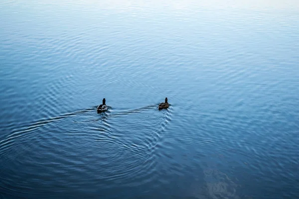 ヘラストラウ湖 ブカレスト ルーマニアで泳ぐ野生のアヒル — ストック写真