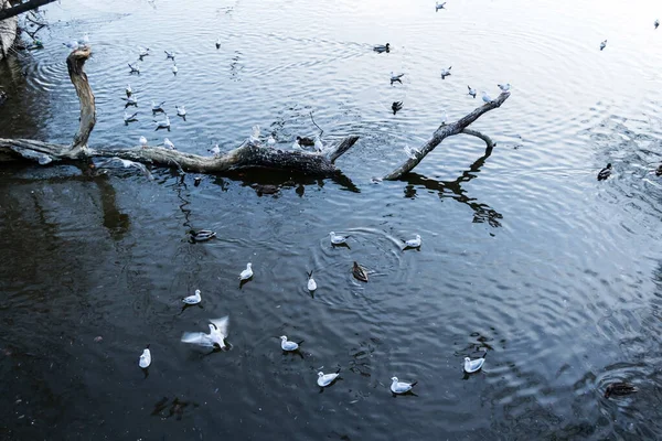 Seagulls Sitting Trunk Tree Ducks Seagulls Floating Water Herastrau Park — Stock Photo, Image