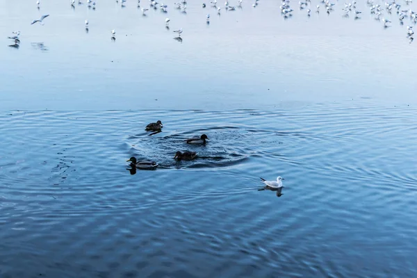 Patos Salvajes Nadando Gaviotas Permaneciendo Hielo Lago Herastrau Bucarest Rumania —  Fotos de Stock