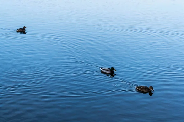 Canards Sauvages Nageant Dans Lac Herastrau Bucarest Roumanie — Photo