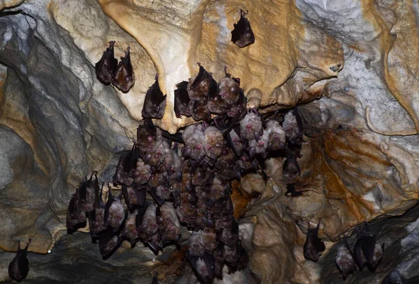 Родина Кажанів Сплячці Стоїть Стелі Печери Полорагі Румунія — стокове фото