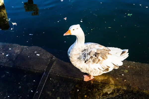 Greylag Goose Tineretului Park Βουκουρέστι Ρουμανία — Φωτογραφία Αρχείου