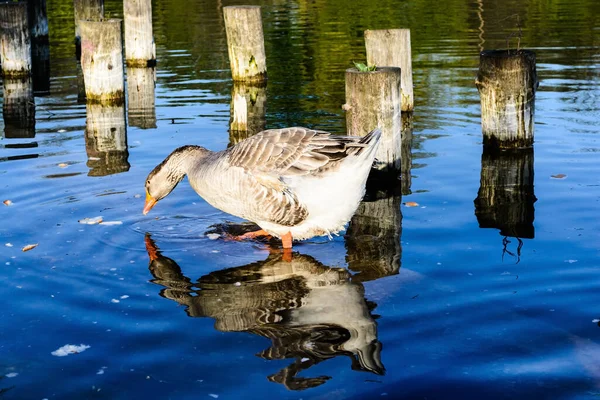 Greylag Goose Tineretului Park Βουκουρέστι Ρουμανία — Φωτογραφία Αρχείου