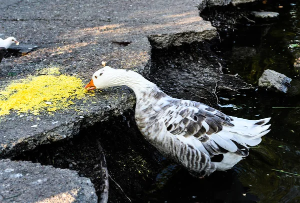 Oie Grise Dans Parc Tineretului Goose Eating Hominy Bucarest Roumanie — Photo