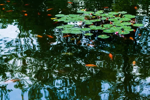 Beautiful Municipal Park Lake City Bistrita Romania — Stock Photo, Image