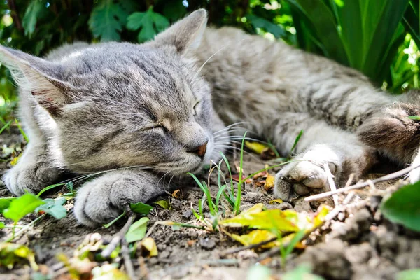 Gri kedi bahçede uyuyor..