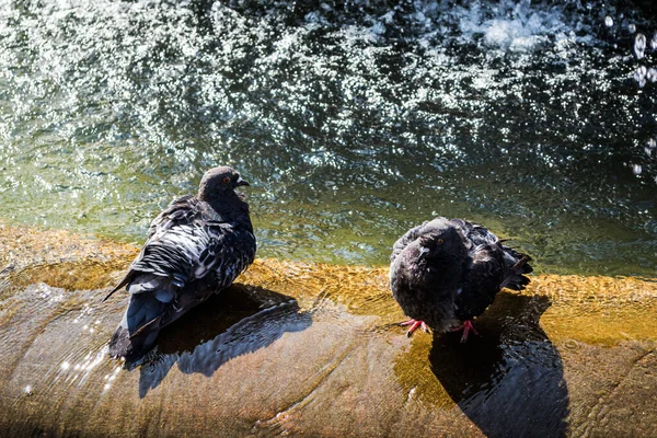 Ein Taubenpaar Badet Einem Brunnen Timisoara Rumänien — Stockfoto