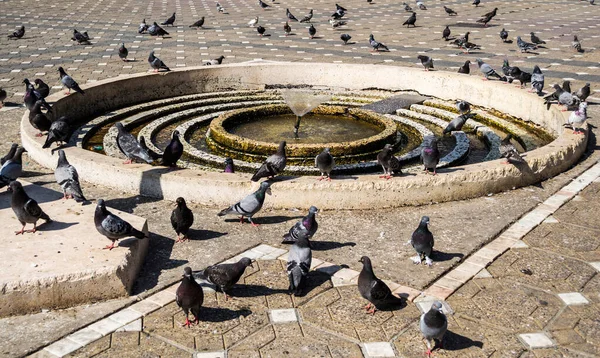 Eine Menge Tauben Einen Brunnen Timisoara Rumänien — Stockfoto