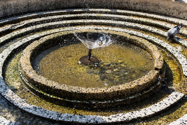 Tauben Trinken Wasser Aus Einem Brunnen Timisoara Rumänien — Stockfoto