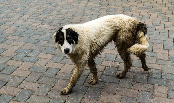 The Bucovina shepherd dog. Big security shepherd dog.