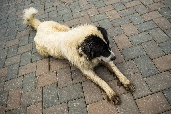 The Bucovina shepherd dog. Big security shepherd dog.