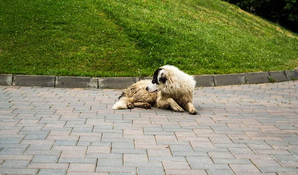 Bucovina çoban köpeği. Büyük güvenlik çoban köpeği..