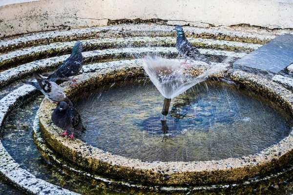 Tauben Baden Einem Brunnen Timisoara Rumänien — Stockfoto