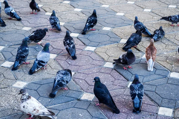 Palomas Pie Juntas Suelo — Foto de Stock