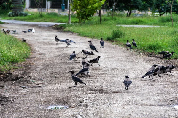 Haubenkrähe Eurasische Vogelart Der Gattung Corvus — Stockfoto